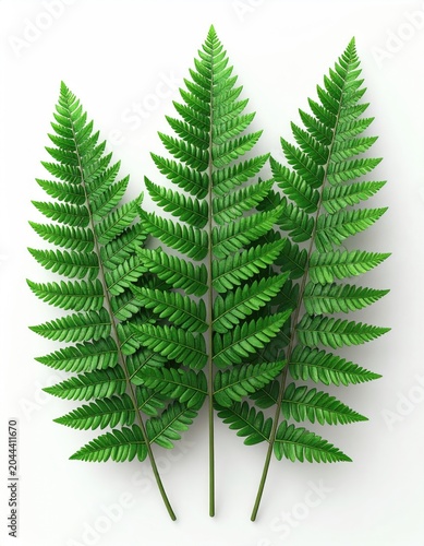 Three vibrant green fern fronds on a white background