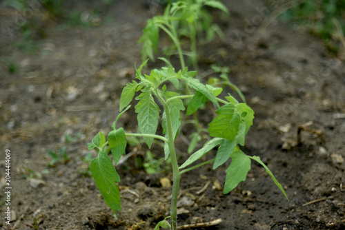 closeup of plant of tomatoes in a field 