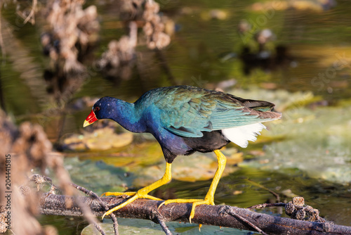 Colorful American purple gallinule walking on a fallen branch over pond water
