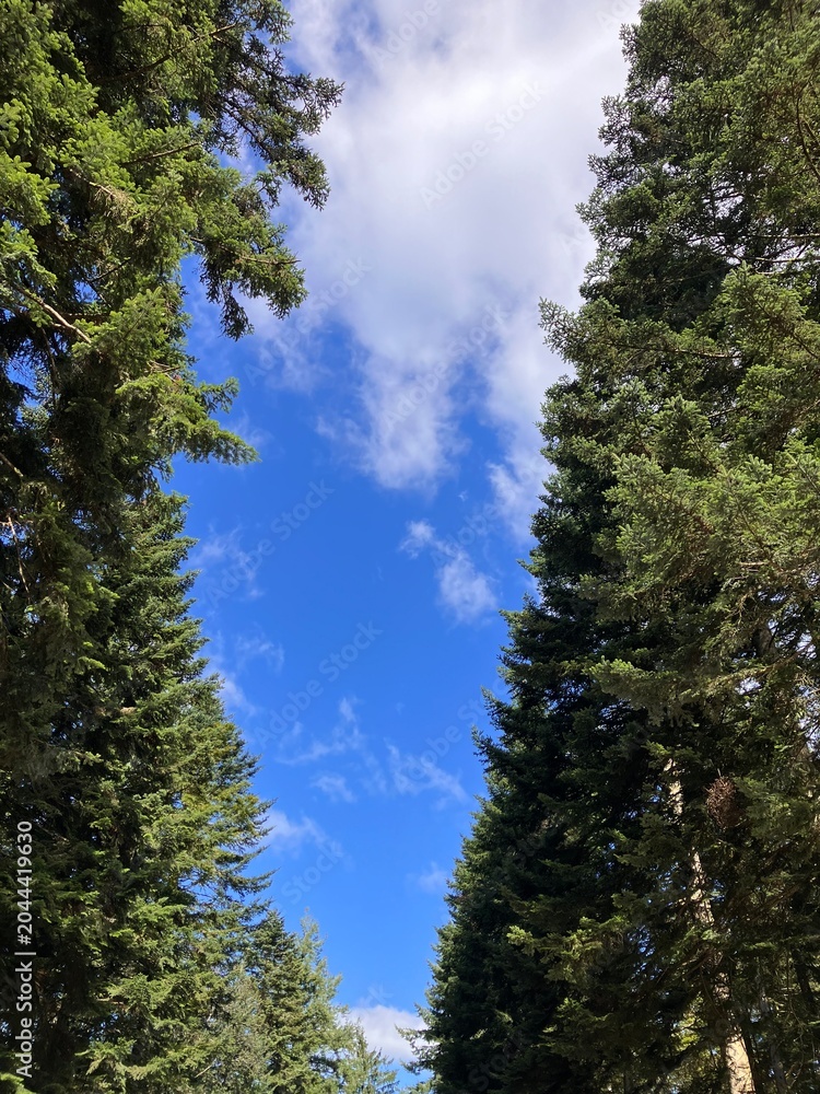 Fototapeta premium Black Forest trees