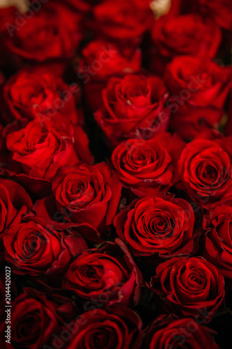 Close-up of fresh red rose buds in a lush floral background