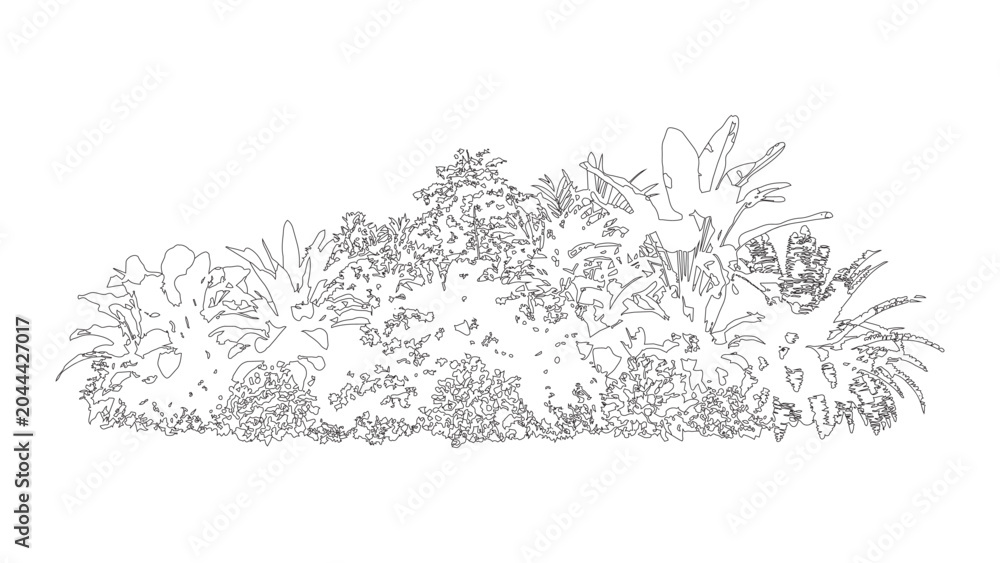 Obraz premium Top view line art drawing of decorative garden plant for architectural landscape design.