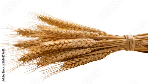 Bundle of ripe golden wheat ears tied with twine