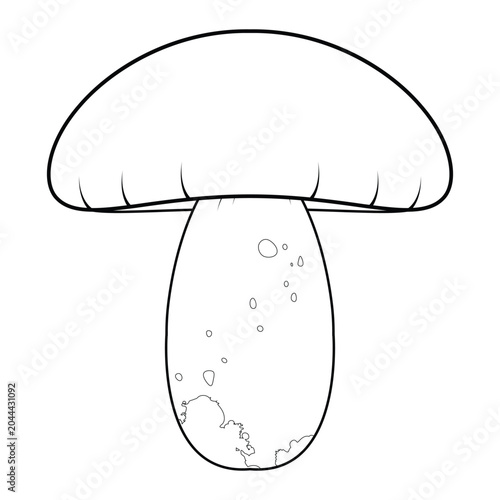 Line Porcini Mushroom illustration cartoon cute