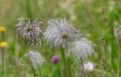 綿毛になった翁草