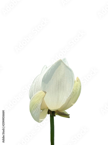Foto Minimalist white lotus flower head on single stem isolated on white background