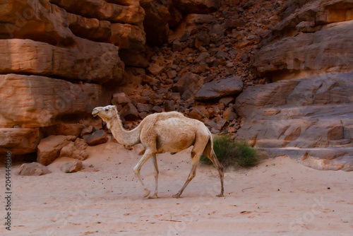 A lone young camel (Camelus dromedarius) in the Tadrart Rouge Mountains. Tassili N'Ajjer National Park, Algeria, Africa
