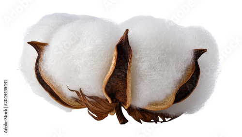 Foto Cotton boll with fluffy white fibers and brown seed pods