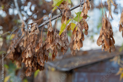 Bild auf Leinwand Dry maple samaras hanging on branch in late autumn with blurred background