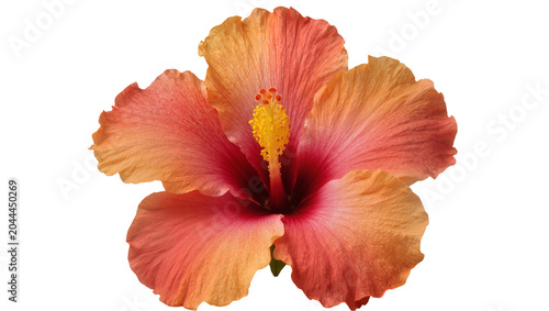 Orange and pink hibiscus flower with yellow stamen