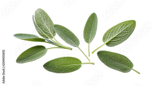 Fresh green sage leaves sprigs on white