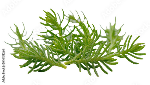 Billede på lærred Green feathery plant sprigs with fine needles