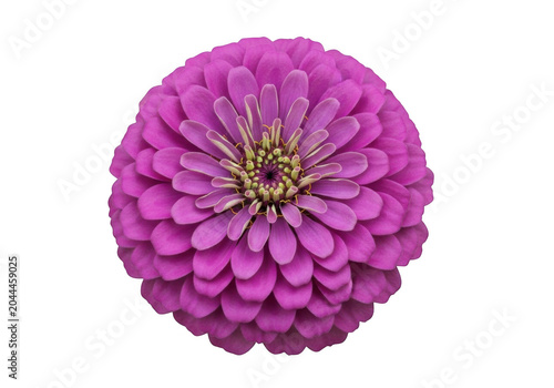 A vibrant purple zinnia flower head with symmetrical layered petals and a detailed yellow center, isolated against a solid black background