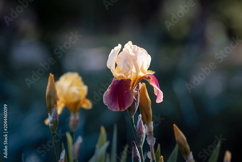 Fotografie Two-toned yellow and purple bearded iris flower glowing in sunlight against a da