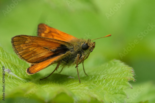 Bild auf Leinwand Closeup on a cute nice orange Large skipper butterfly, Ochlodes sylvanus resting