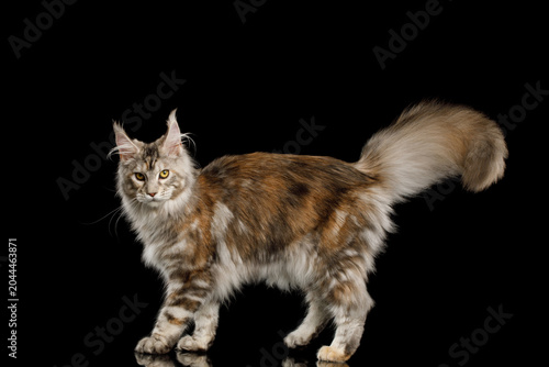 Fotografi Fluffy Maine Coon cat in elegant side view with voluminous bushy tail isolated o