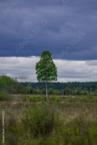 Birch tree on the background of the forest and cloudy sky