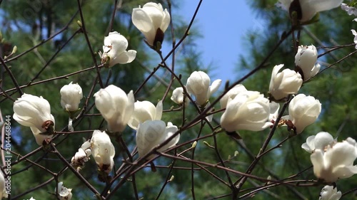 Korean April Spring Flowers