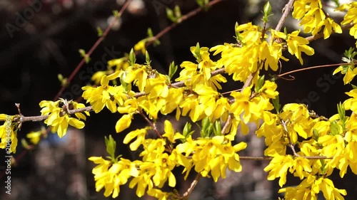 Korean April Spring Flowers