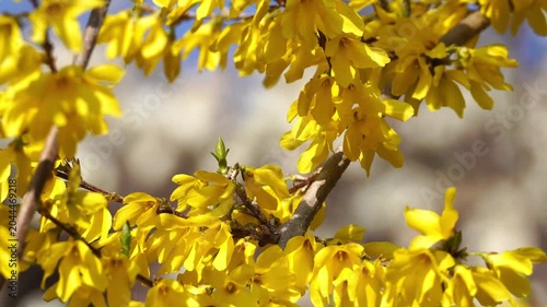 Korean April Spring Flowers