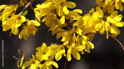 Korean April Spring Flowers