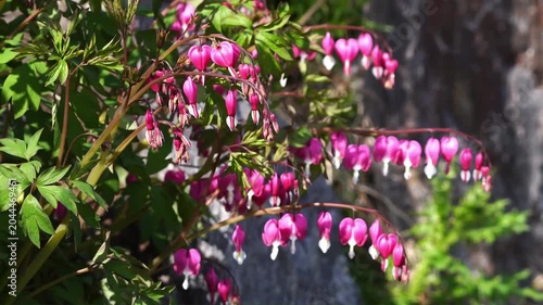 Korean April Spring Flowers