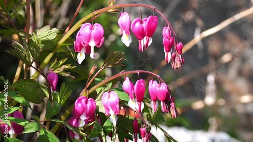 Korean April Spring Flowers