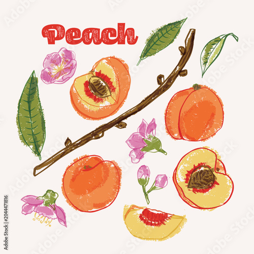 Peach line art and color hand drawn vector illustration. Rough crayon strokes doodle in an expressive loose coloring book style