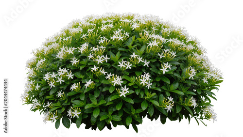 Foto Dense green bush with abundant small white star-shaped flowers