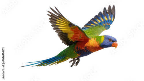 Slika na platnu Rainbow Lorikeet parrot flying with wings spread