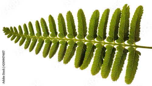 Photos Green fern frond with detailed leaf structure