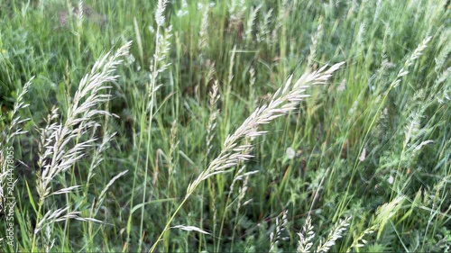 Windy Green Grass In Summer