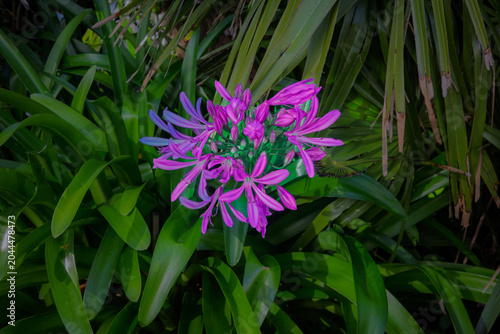 African lily flower against a leafy background