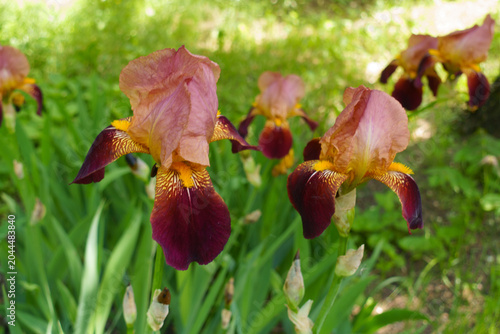 Fotografie Deep blood red and pinkish beige flowers of tall bearded irises in May