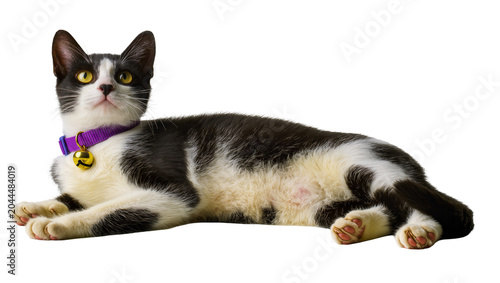 Photos Black and white cat with yellow eyes wearing purple collar with bell