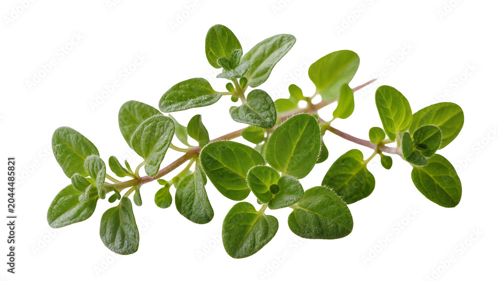 Obraz premium Fresh oregano herb sprigs with green leaves