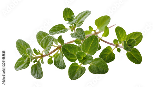 Fresh oregano herb sprigs with green leaves