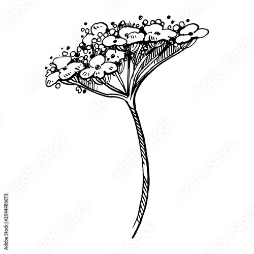 Foto Viburnum flower, viburnum bud, hand-drawn with ink