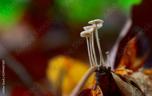 Photos Petite mushrooms growing on the forest floor, sprouting from the layer of fallen