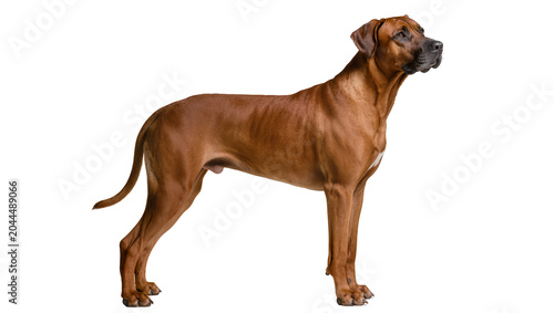 Rhodesian Ridgeback dog standing profile view
