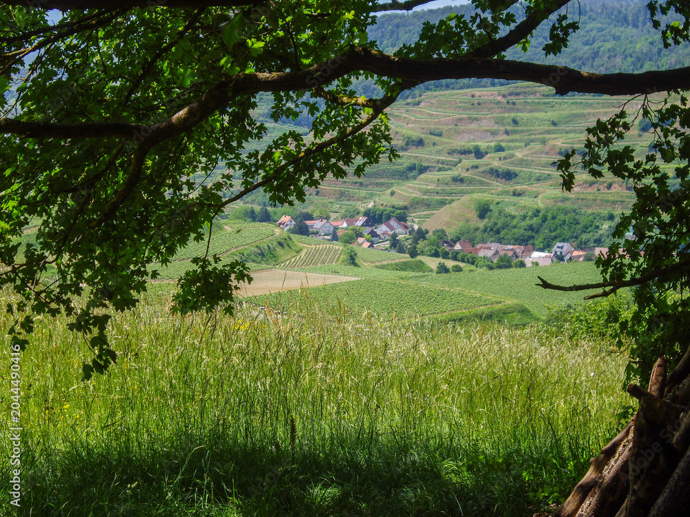 Fototapeta premium Scenic Terraced Vineyard Village