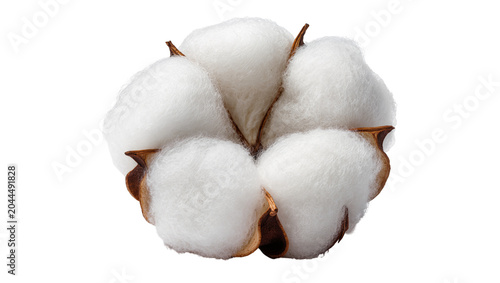 Foto Fluffy white cotton bolls with brown seed pods