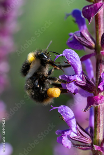 Wildbiene
