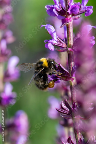 Hummel