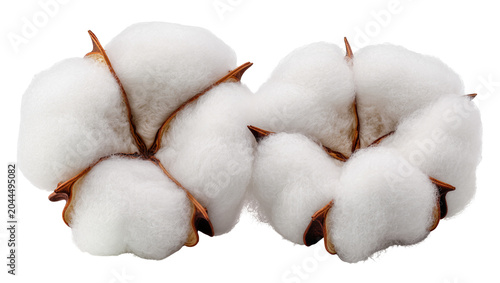 Quadro su tela Cotton bolls with fluffy white fibers and brown seed pods