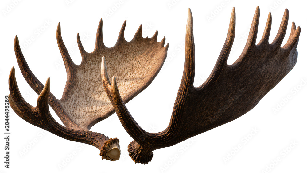 Fototapeta premium Large moose antlers with multiple tines and textured surface