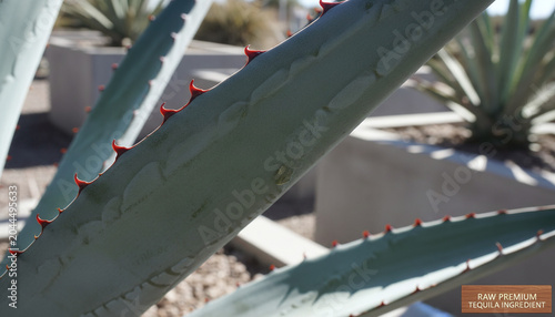 Blue Agave leaf texture with powdery glaucous surface and red thorns