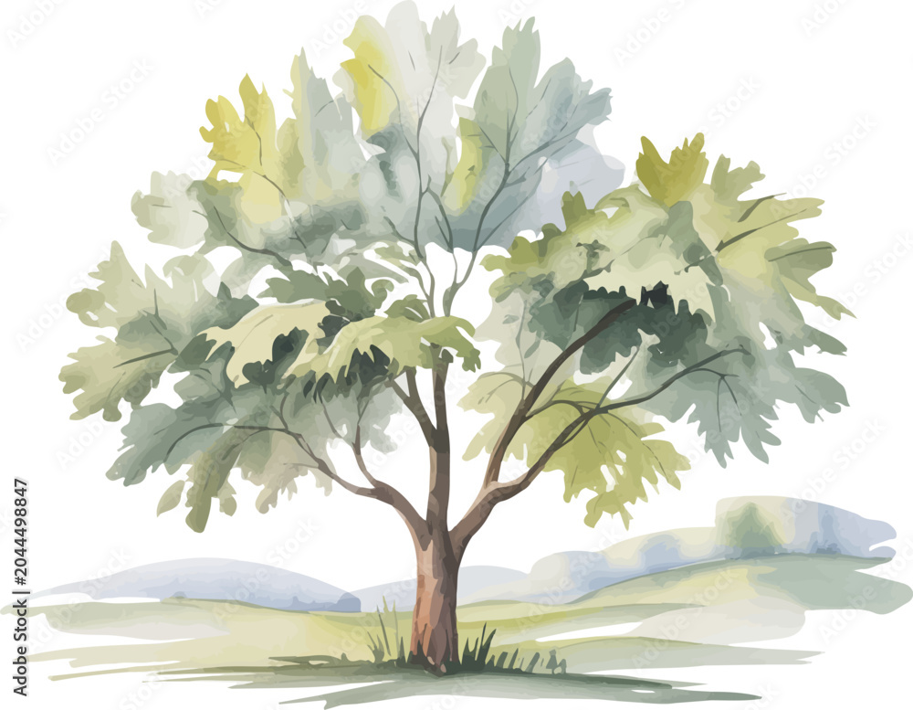 Fototapeta premium Watercolor Silver Maple Illustration, Acer Saccharinum Tree Botanical Clipart Vector Isolated on White Background
