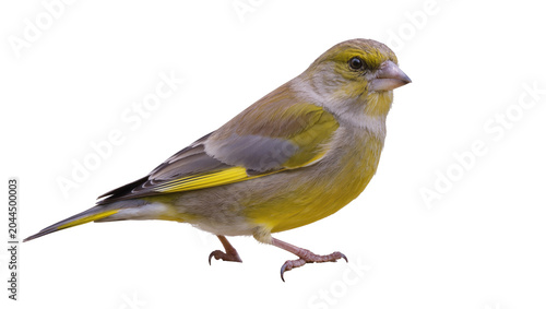 Foto European greenfinch bird with yellow wing stripes
