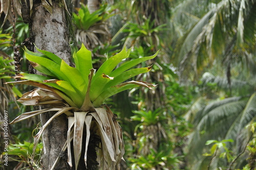 Bright green bromeliad plants thriving on a tropical tree in a lush rainforest setting during a rainy day